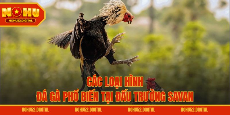 Các loại hình đá gà phổ biến tại đấu trường Savan