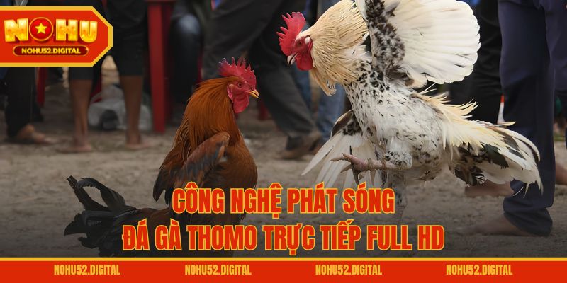 Công nghệ phát sóng đá gà Thomo trực tiếp full HD