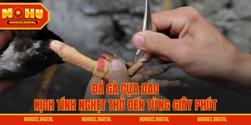 Đá gà cựa dao – Kịch tính nghẹt thở đến từng giây phút