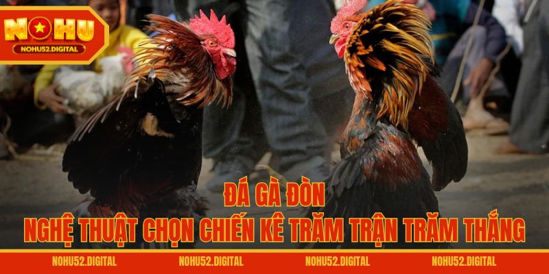 Đá Gà Đòn – Nghệ Thuật Chọn Chiến Kê Trăm Trận Trăm Thắng