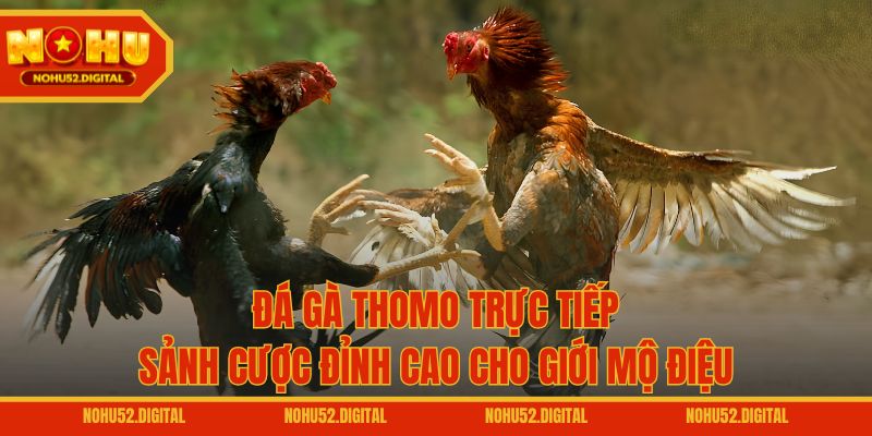 Đá Gà Thomo Trực Tiếp – Sảnh Cược Đỉnh Cao Cho Giới Mộ Điệu