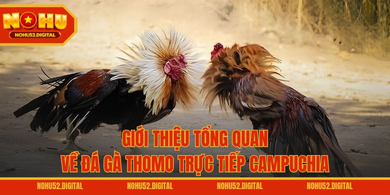 Giới thiệu tổng quan về đá gà Thomo trực tiếp Campuchia