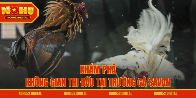 Khám phá không gian thi đấu tại trường gà Savan