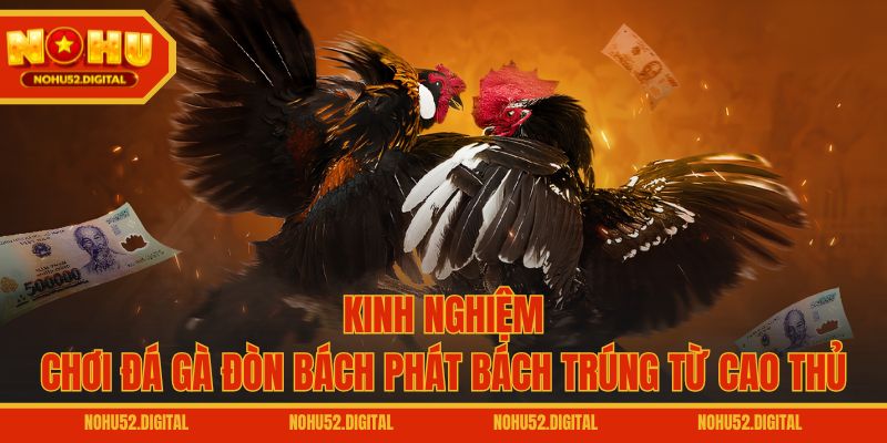 Kinh nghiệm chơi đá gà đòn bách phát bách trúng từ cao thủ