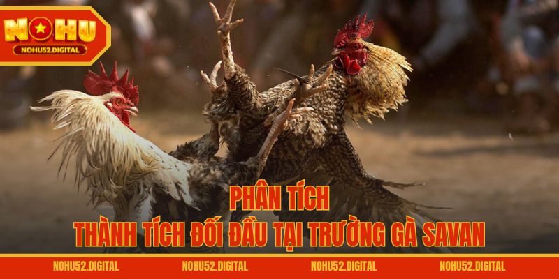 Phân tích thành tích đối đầu tại trường gà Savan
