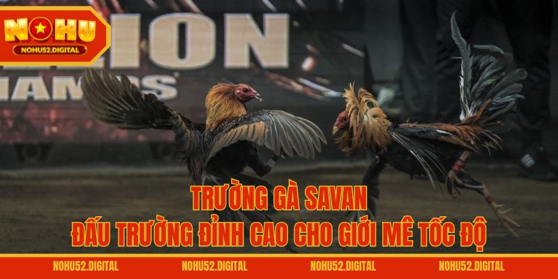 Trường Gà Savan – Đấu Trường Đỉnh Cao Cho Giới Mê Tốc Độ