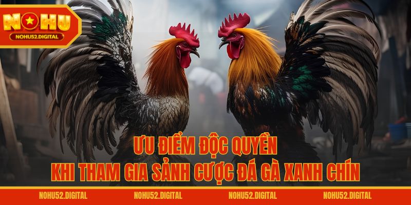 Ưu điểm độc quyền khi tham gia sảnh cược đá gà xanh chín